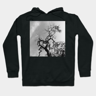 Old Spooky Bare Tree Branches Hoodie